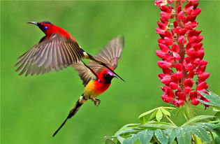 金沙遗址太阳鸟图片,叉尾太阳鸟图片大全