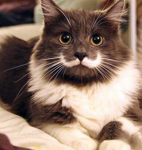 猫咪尿闭和拉稀怎么区分,拽猫尾巴拉稀