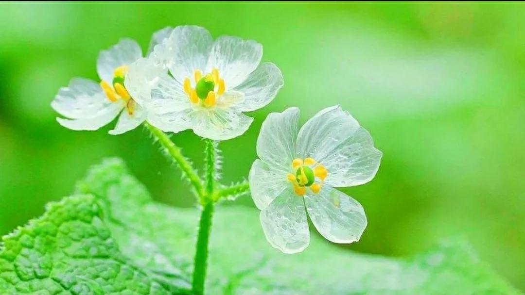 神秘变色花：一下雨就隐形又透明，芳踪难觅！和你捉迷藏的美人花