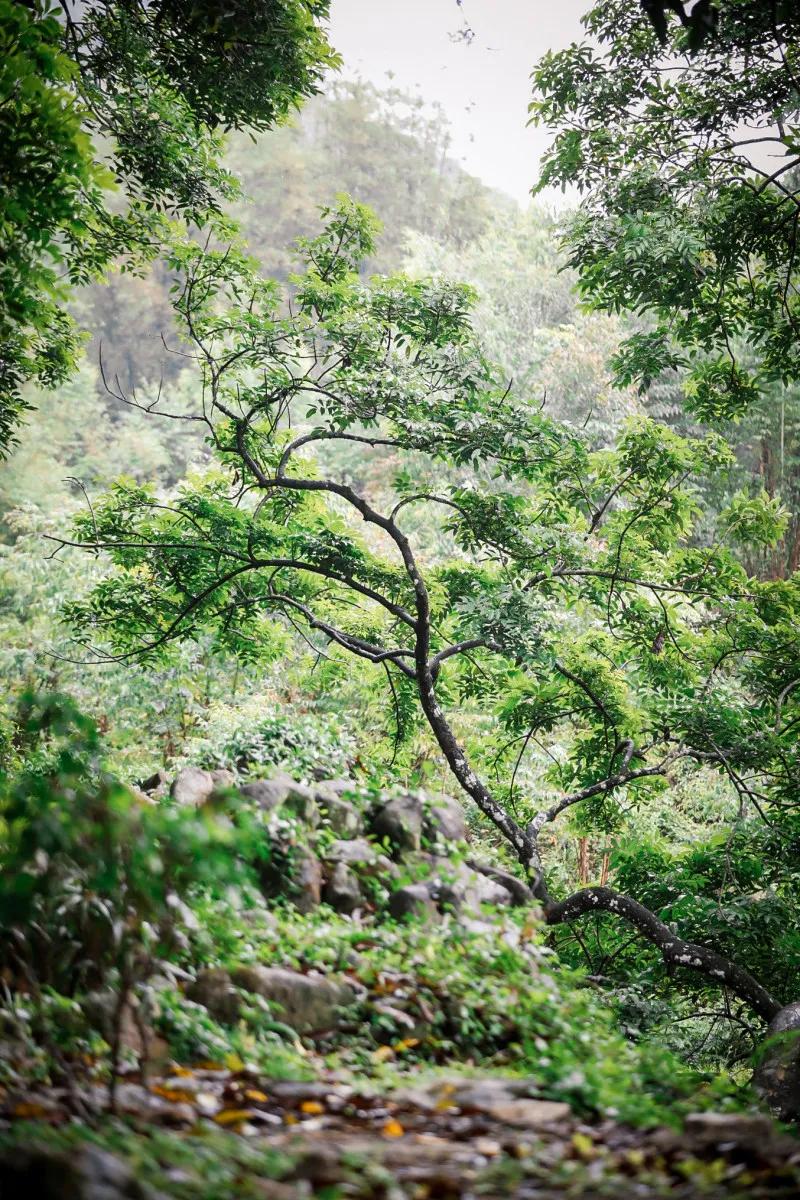 在大山深处幽静绝美的村落,深藏大山中的村落