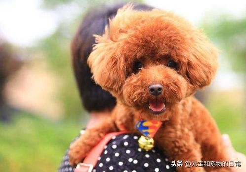 养好一个泰迪的注意事项,养泰迪犬怎么能长寿