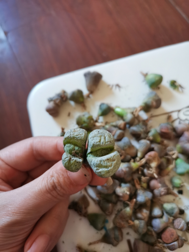 生石花网上购买靠谱吗,网购的生石花特别干巴怎么办