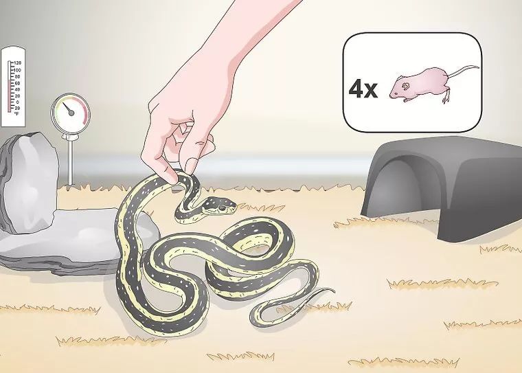 合法饲养宠物蛇,宠物蛇饲养视频