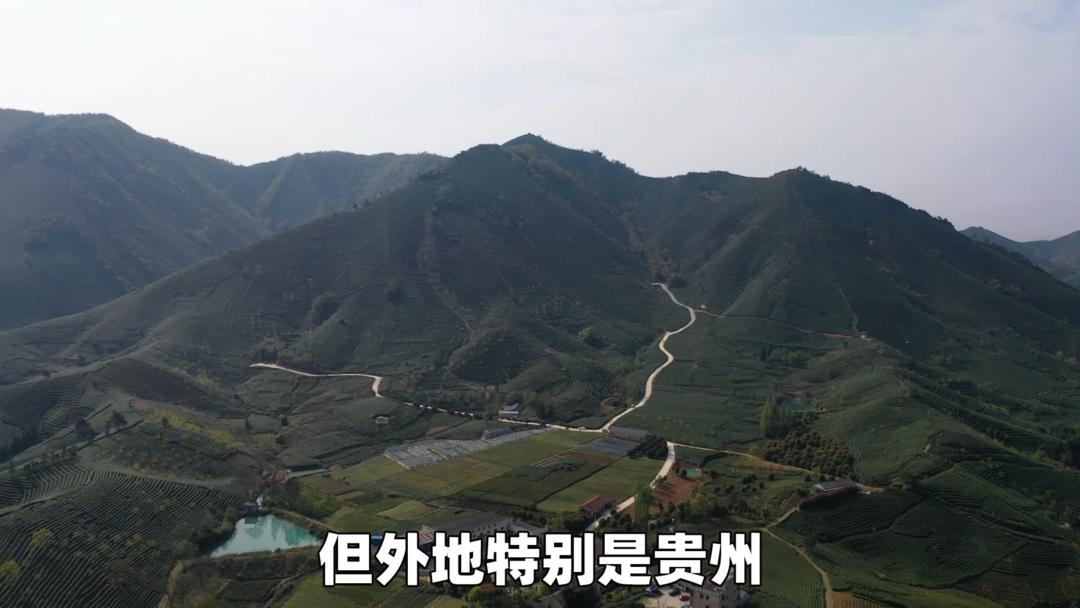 安吉白茶精选名茶的价格,安吉白茶历史视频