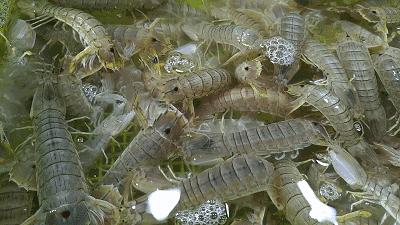 台州米其林餐厅新荣记位置,新荣记米其林三星台州