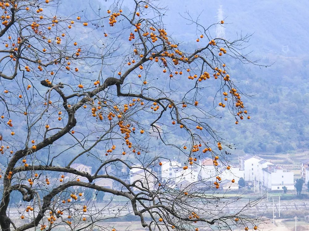 看“浙江红旗第一飘”:还能体验农家乐的田园美好