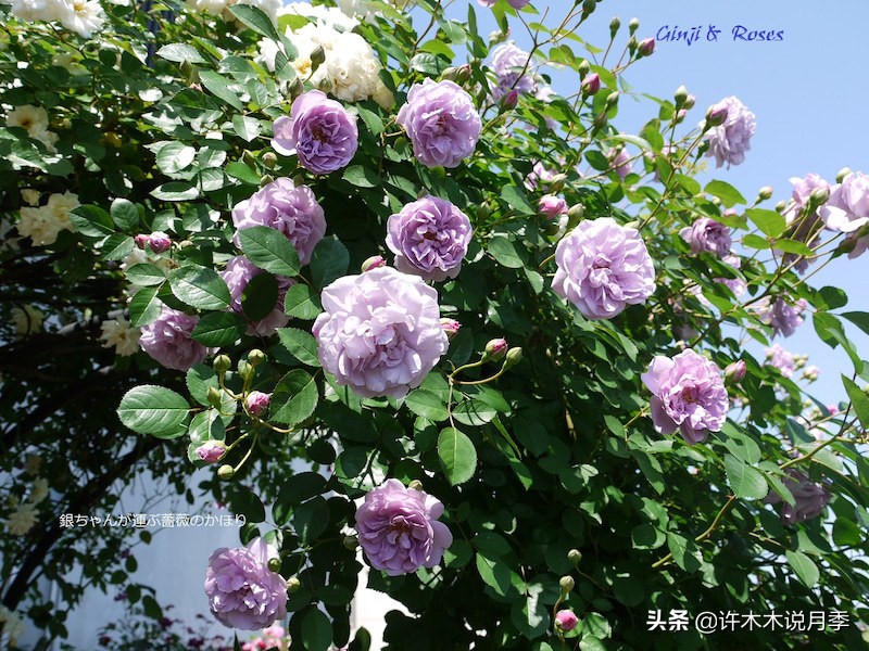 灌木月季与藤本月季有什么区别,微型月季灌木月季怎么选