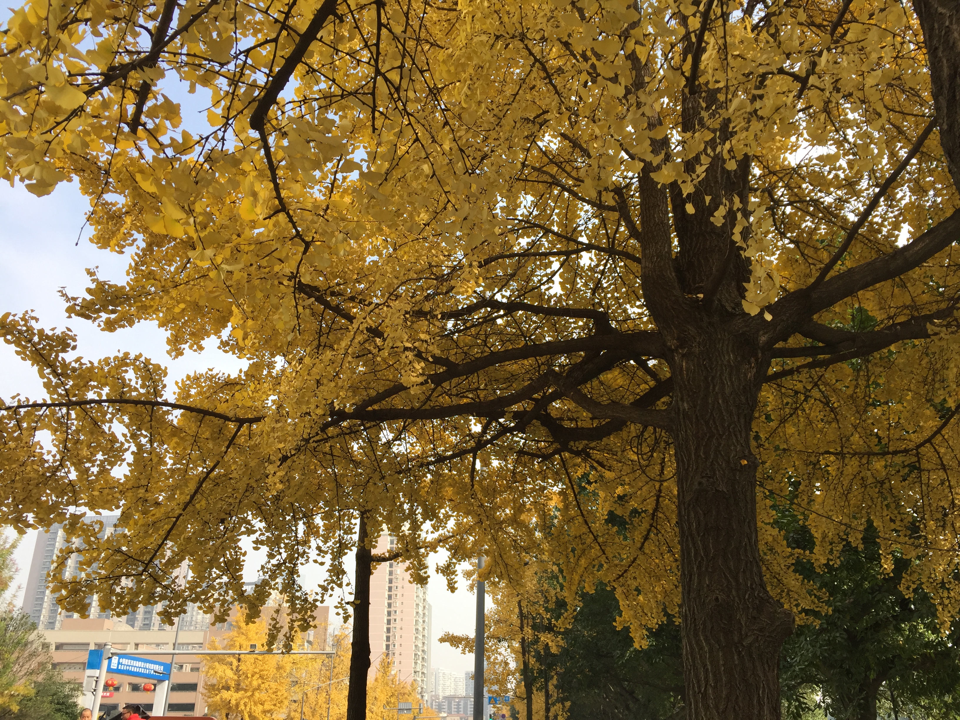 成都的银杏几月份最佳观赏期,成都银杏观赏指南