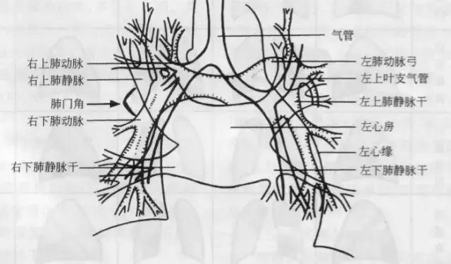 休闲小白鞋夏,献血小板相当于献血多少