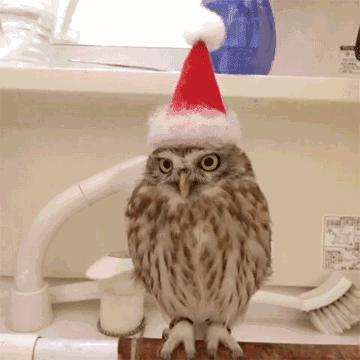 萌萌可爱猫头鹰宠物,宠物猫头鹰可爱合集