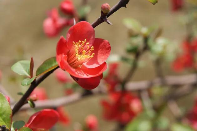 海棠花开花之后怎么修剪栽在土里,海棠花开花了怎么养护