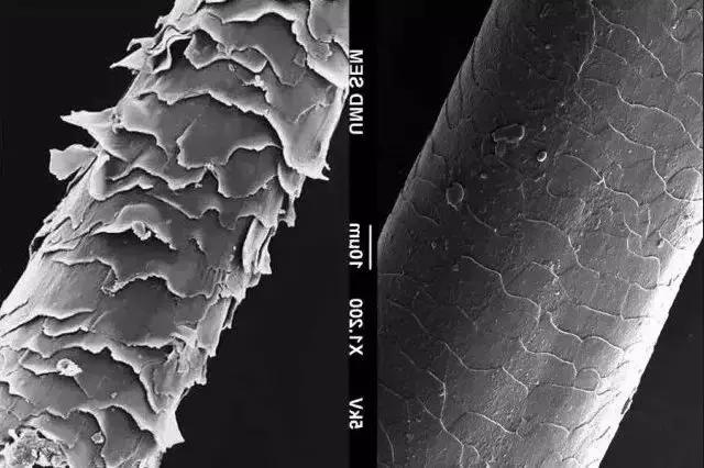即便肿成猪头，人类依然无惧染最骚的发色