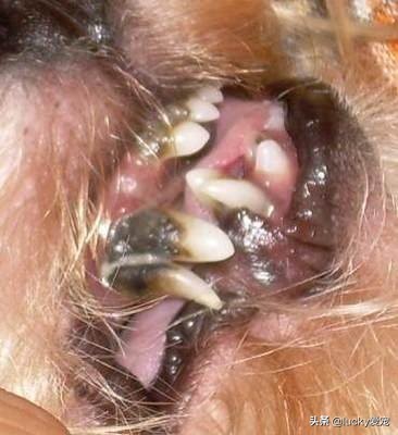 怎么注意狗狗的保暖不感冒,狗狗日常怎么清洁眼睛