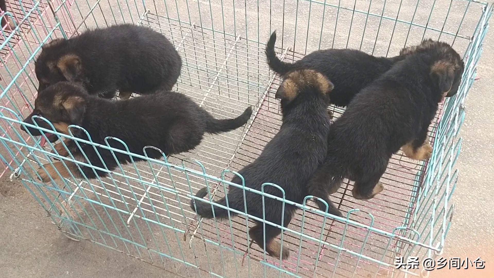 豫东最大狗市在哪里 (豫东南最大的狗市在哪里)