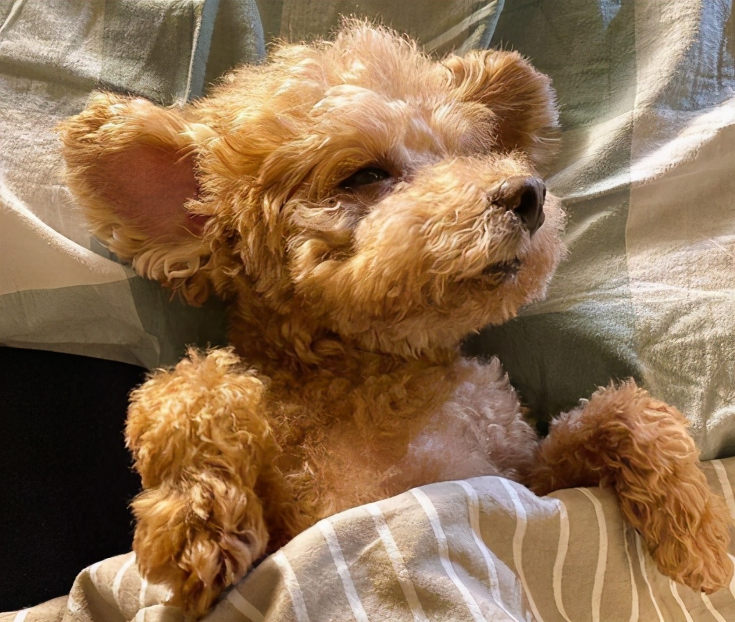 贵宾犬营养不良怎么办,贵宾犬饮食禁忌有哪些