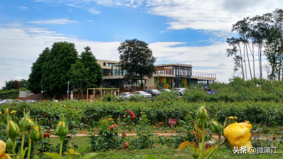 探访深山竹林倍感神清气爽,蒲江遥望雪山感受诗意栖居