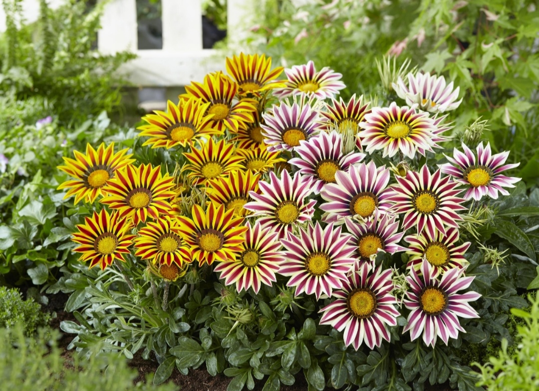 勋章菊怎么养才能爆盆,勋章菊怎么养花