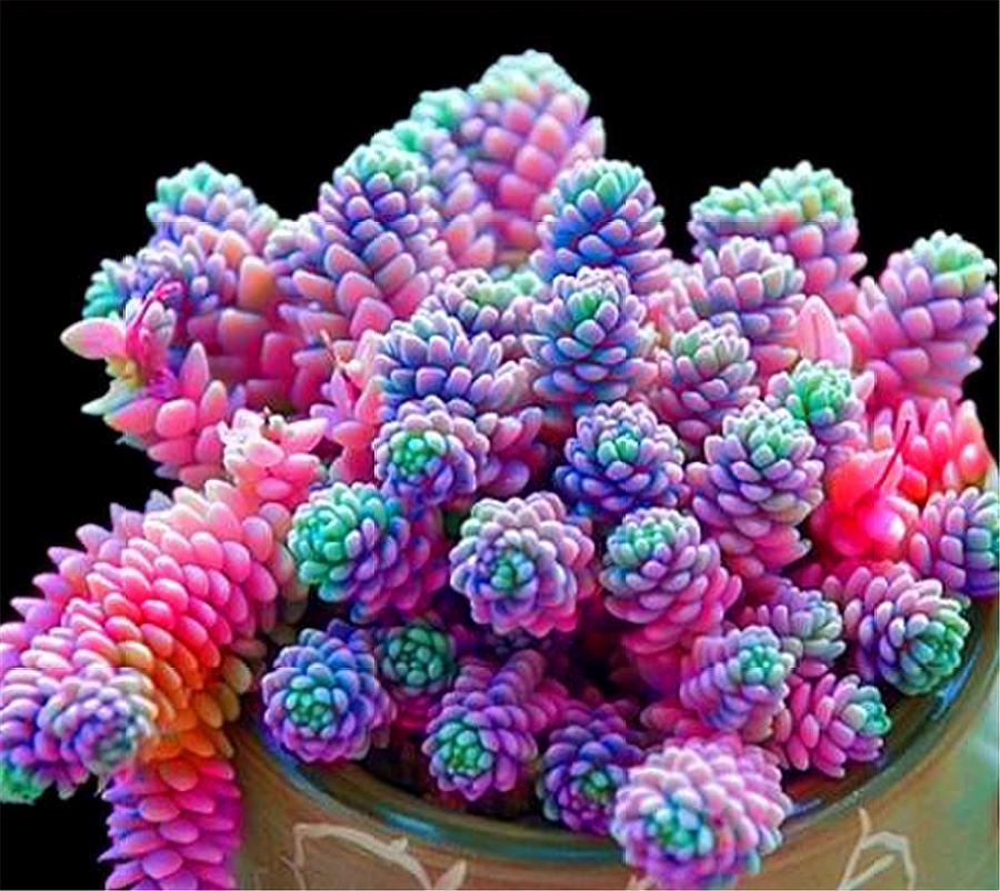 多肉四大美人图片,多肉四大美人长什么样子