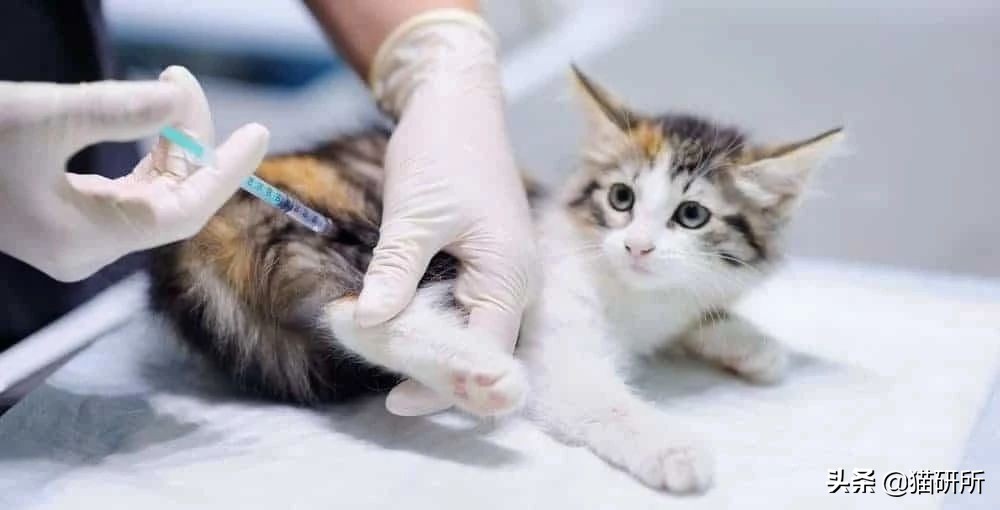 猫咪眼屎变多、咳嗽流鼻涕？别忽视了“嫌犯”支原体