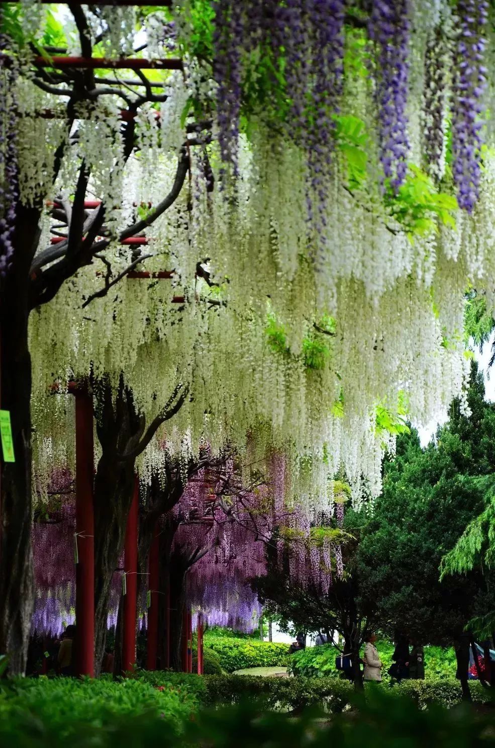 看到花的时候,不知是什么花?那就收下这份百花图谱