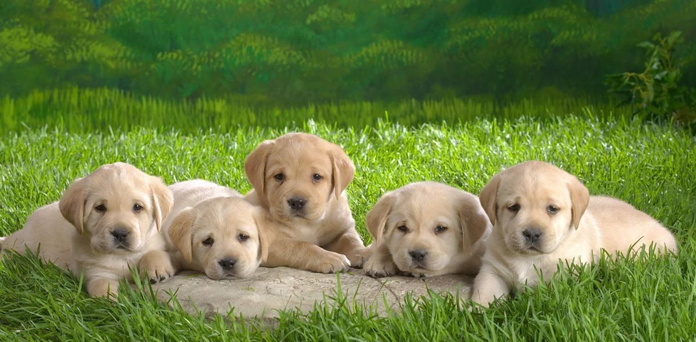 拉布拉多犬的优点和缺点家养犬,拉布拉多和金毛的优点和缺点