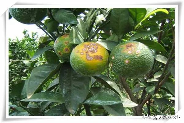 柑橘病虫害识别软件,天天学农柑橘病虫害