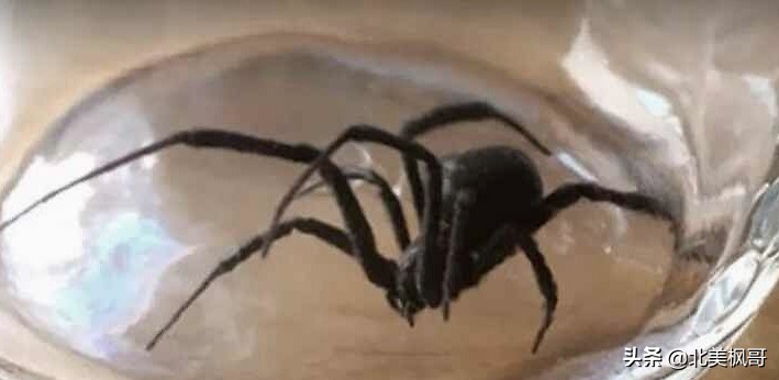 加拿大最危险五大动物,全球十大危险有毒动物