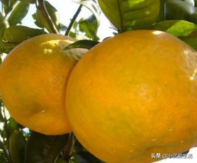 这种橙子果肉极酸，富含氨基酸食用价值高，把它认作青柠可亏了