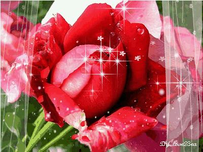 情人节送你永生花,情人节送你一束玫瑰花