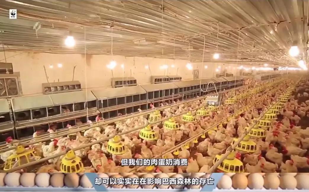 中国人吃肉破坏环境,中国人吃肉对巴西有影响吗