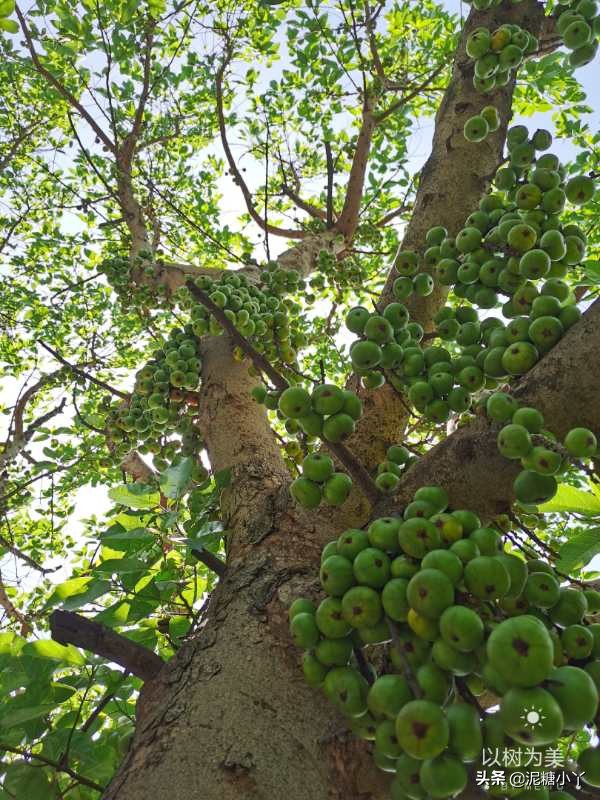 那些年我们一起摘过的野果子，现在少见了，你还记得几种