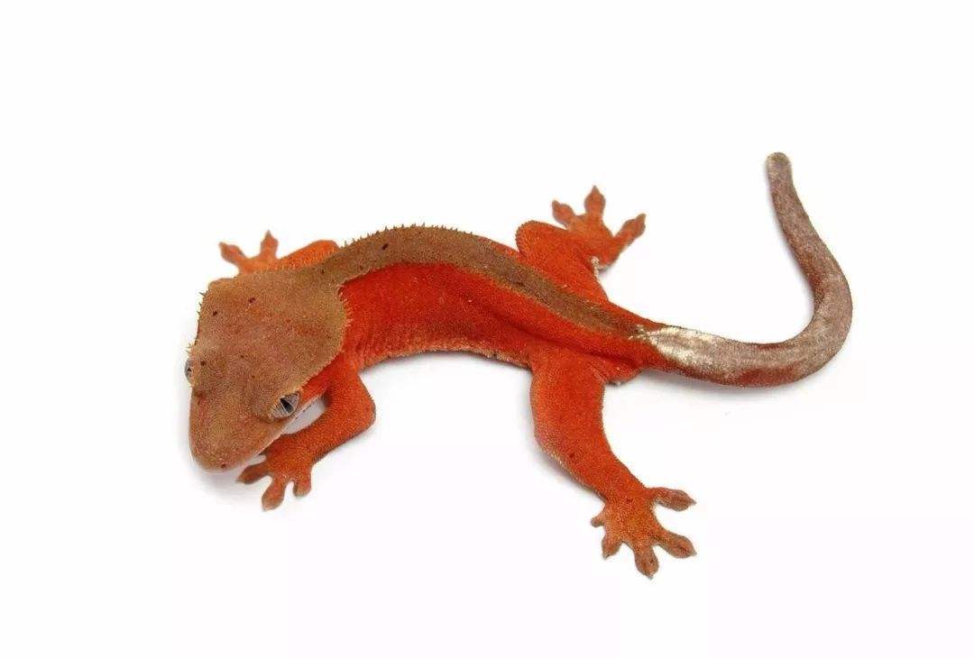 守宫砂真实案例,守宫砂能避孕吗