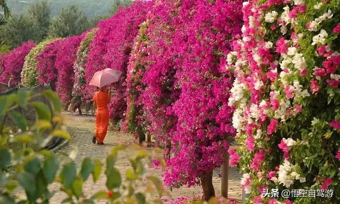 昆明自驾西双版纳沿途旅游景点,昆明至西双版纳沿途旅游景点