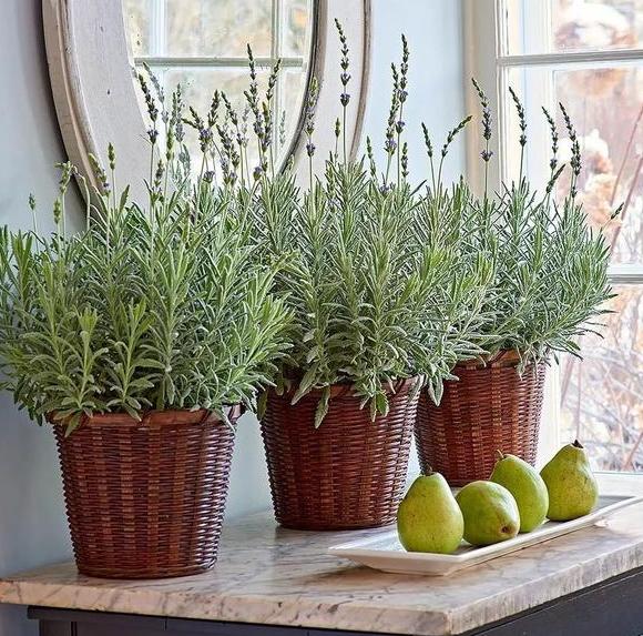 薰衣草用什么肥料最好生根快,薰衣草盆栽用什么肥料最好