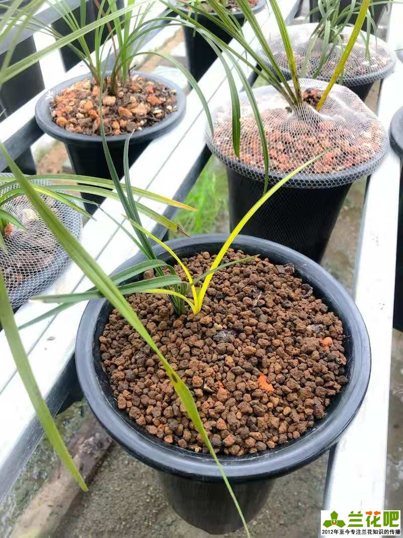 兰花换盆注意事项及养护,兰花怎么养才能快速爆盆