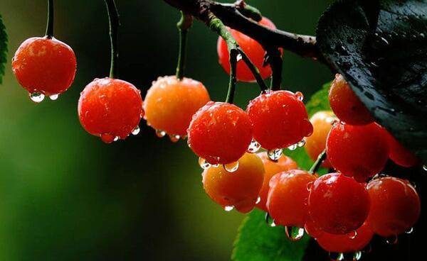 安徽当地土特产有哪些,安徽有什么特产适合带回去给朋友