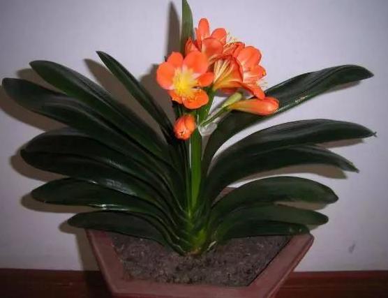 油烟机的废油怎么倒掉,油烟机清理出来的油怎么处理