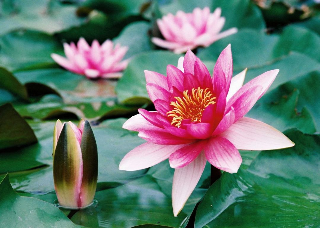 紫清山房琐记（135）栽种睡莲