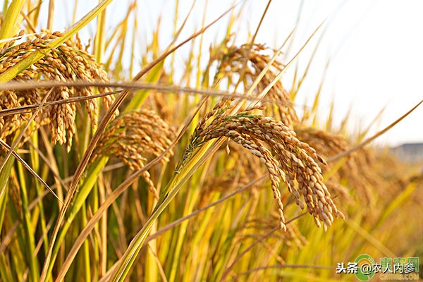 现在水稻价格是多少钱一斤,2023年水稻价格多少一斤