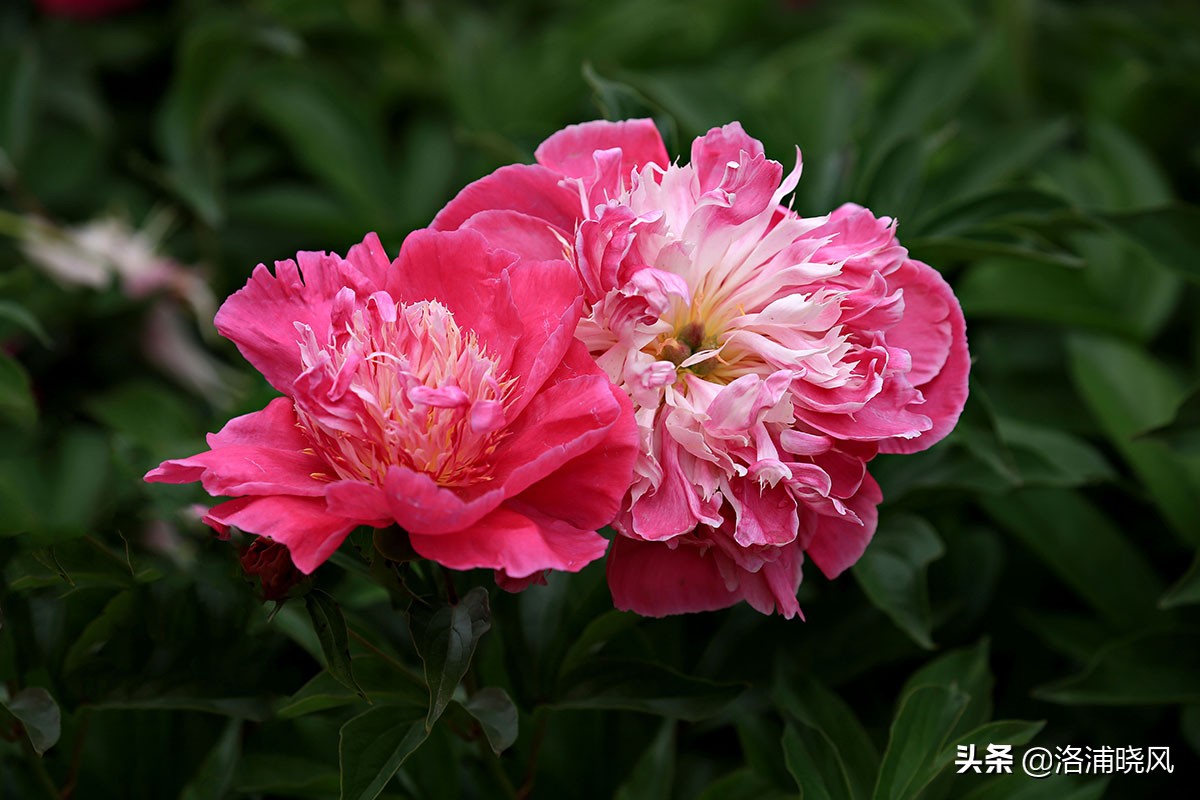 大院绿化的回忆——顺便看看院里的芍药定个究竟有多少种？