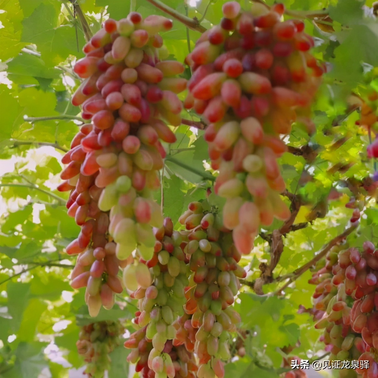 龙泉驿区都有哪些村,龙泉驿村