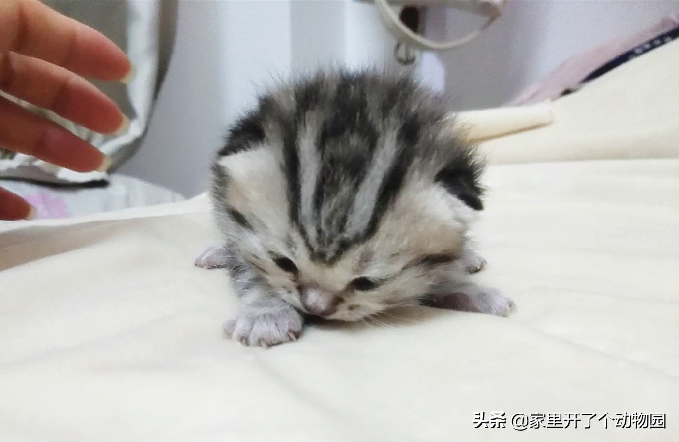 记录猫咪生娃第二天,记录猫咪怀孕41天