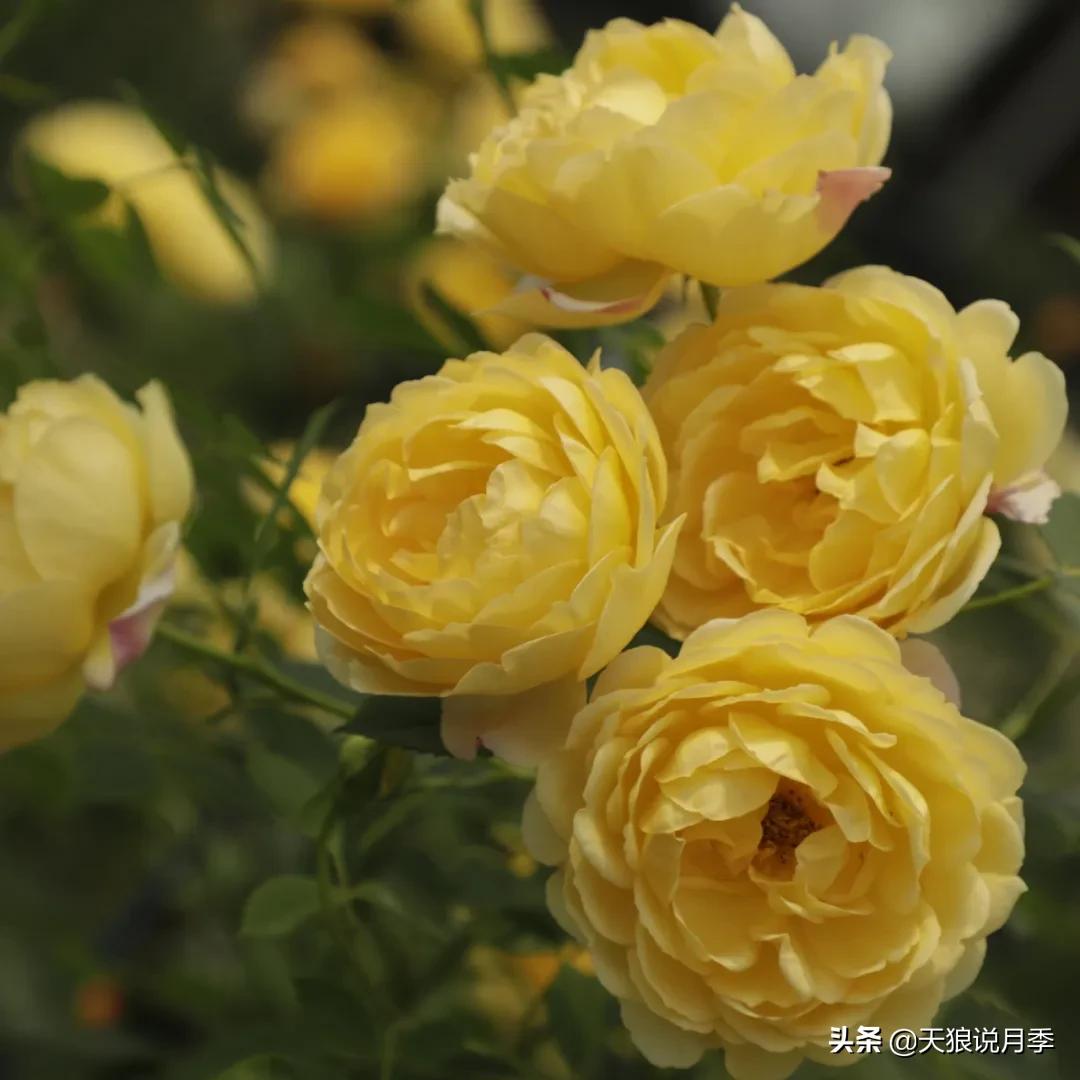 不容易，天狼自育终于打折了！空蒙只要50不到！