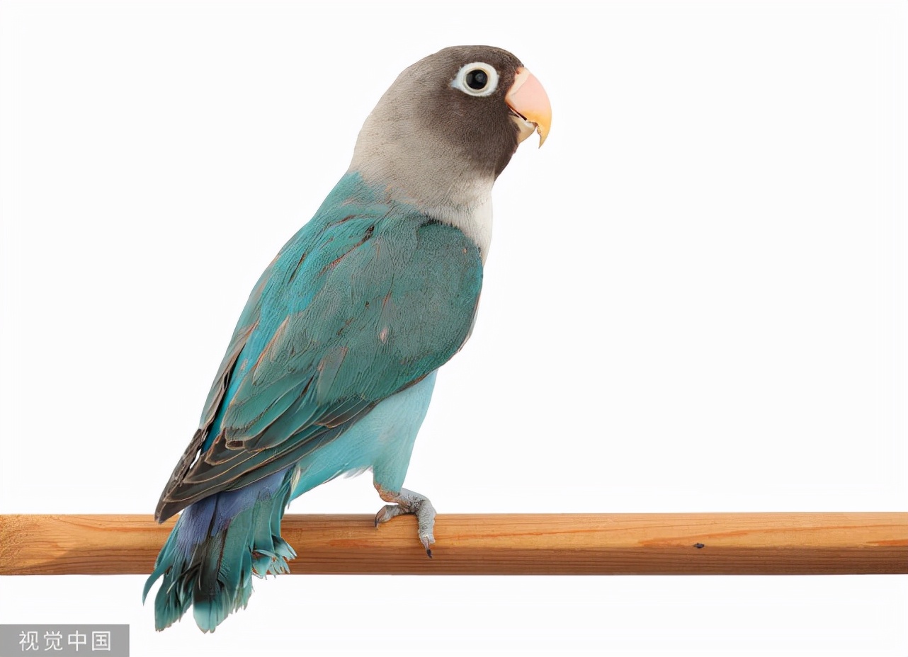 鹦鹉感冒怎么治疗最好,鹦鹉感冒症状有哪些