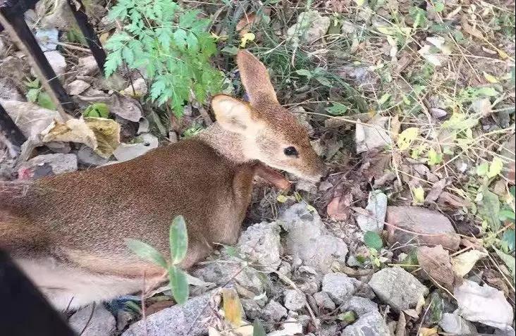 还没看《神奇动物在哪里》?没关系,你错过的神奇动物都在这里