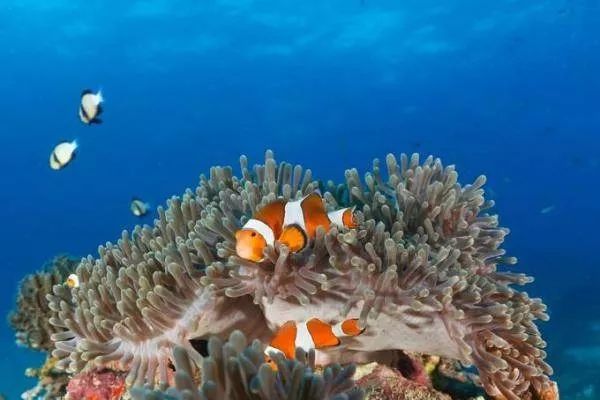 泰国斯米兰岛世界十大浮潜圣地,泰国斯米兰潜水