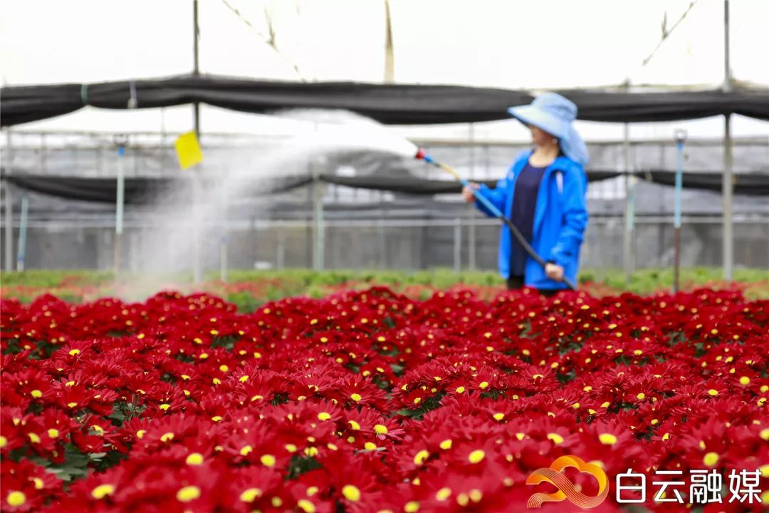走，去太和！帽峰山下赏红叶、逛农庄、吃烧鸡、住民宿……