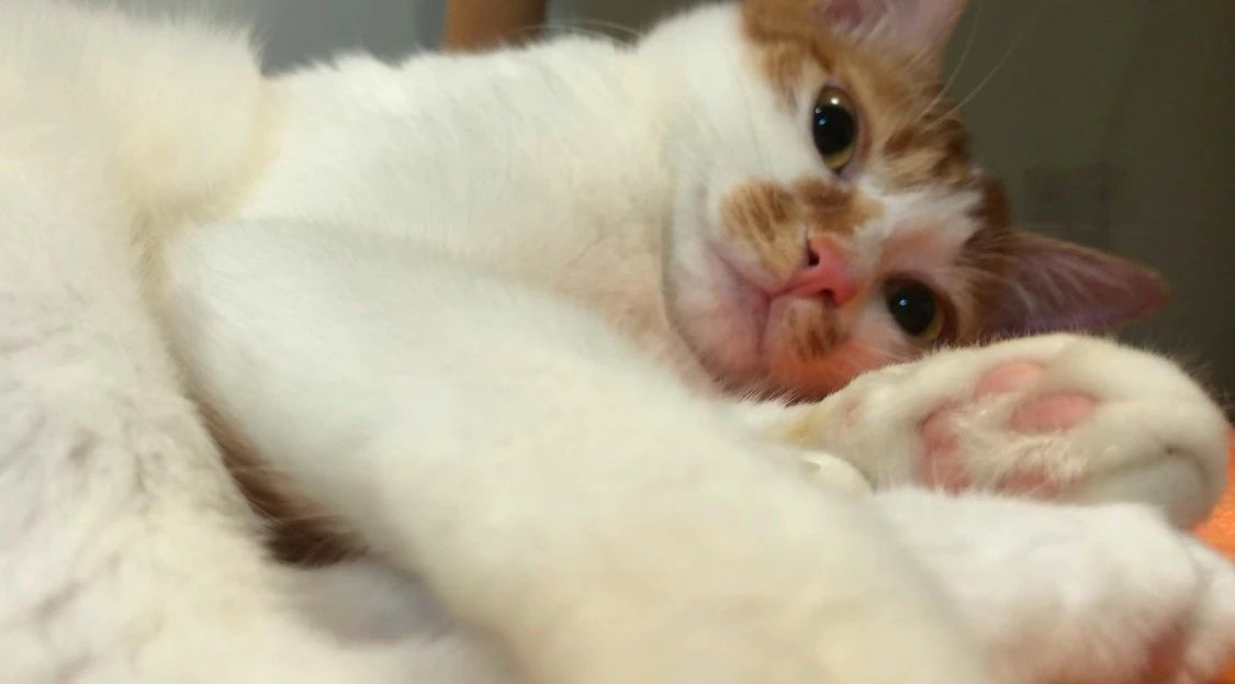 养了猫后会越来越讨厌猫吗,对猫毛狗毛过敏可以养什么宠物