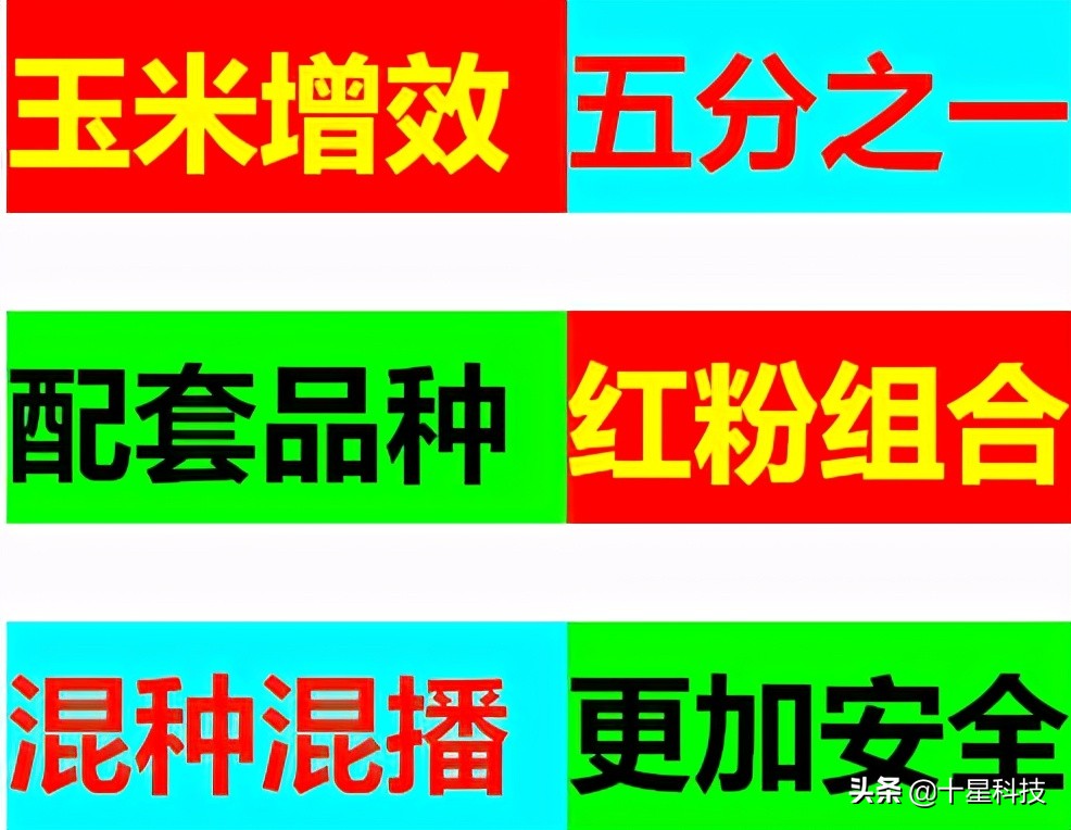 黄淮海夏玉米种排名,黄淮海玉米品种排名哪个好