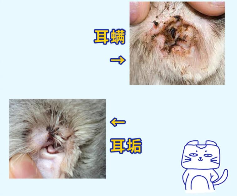 猫耳螨都把耳朵抓出血了怎么办,猫耳朵耳螨结块